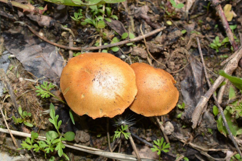 Ecco i funghi..escursione 18/04/2018
